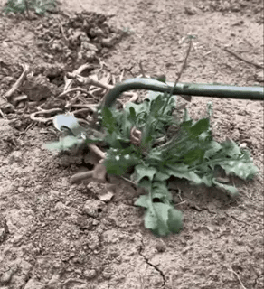 UprootPro herramienta desmalezadora de jardín