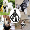 Arnes para gatos