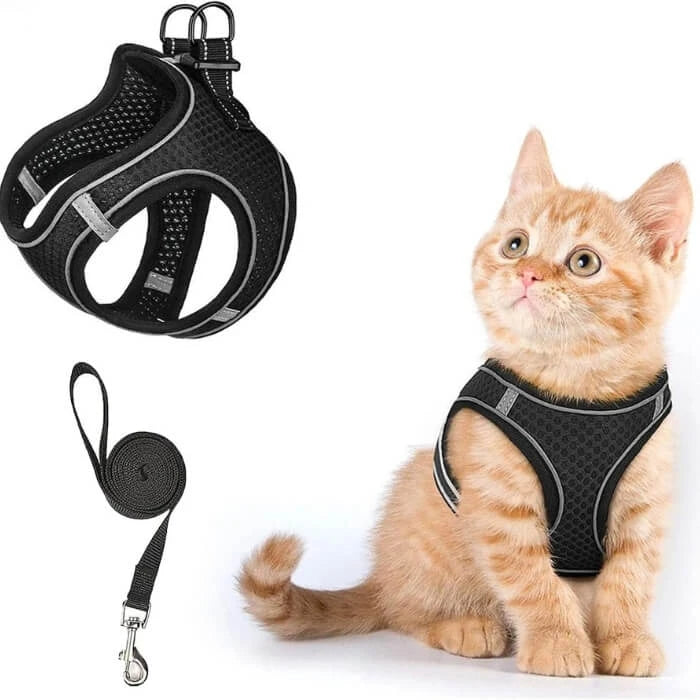 Arnes para gatos
