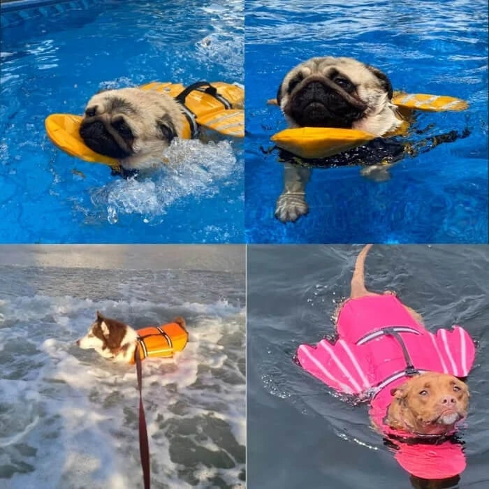 Chaleco salvavidas para mascotas