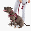 Arnés Táctico Ajustable para Perro