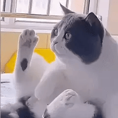 Llaverito Gatito Juguetón con Huevo Coleccionable