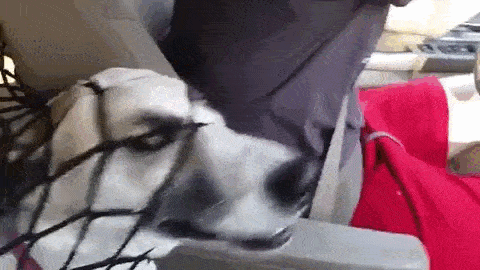 Malla de seguridad para mascotas